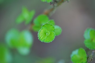Betula nana - bříza trpasličí - jarní listy